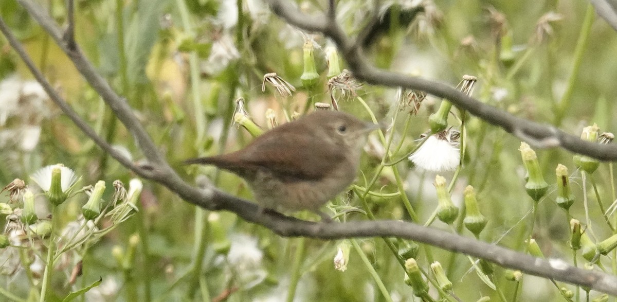 House Wren (Northern) - ML624080598