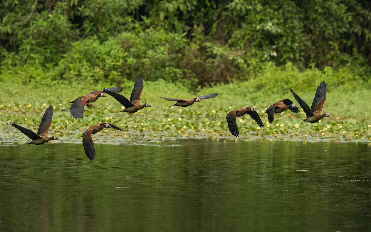 White-faced Whistling-Duck - Dimitri Moore