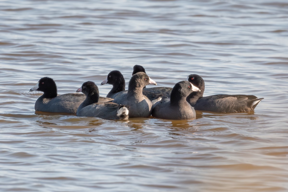 American Coot - Tim Vellutini