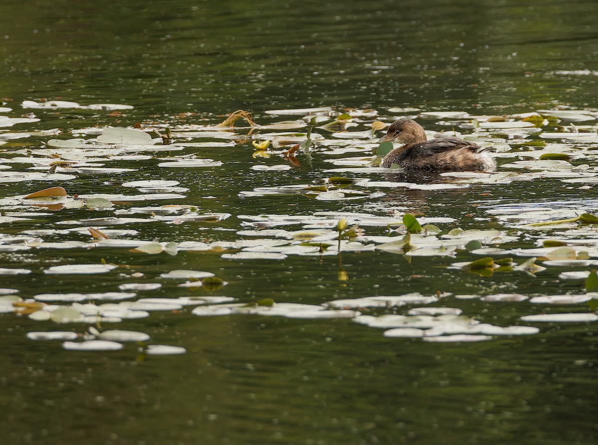 Pied-billed Grebe - ML624080607