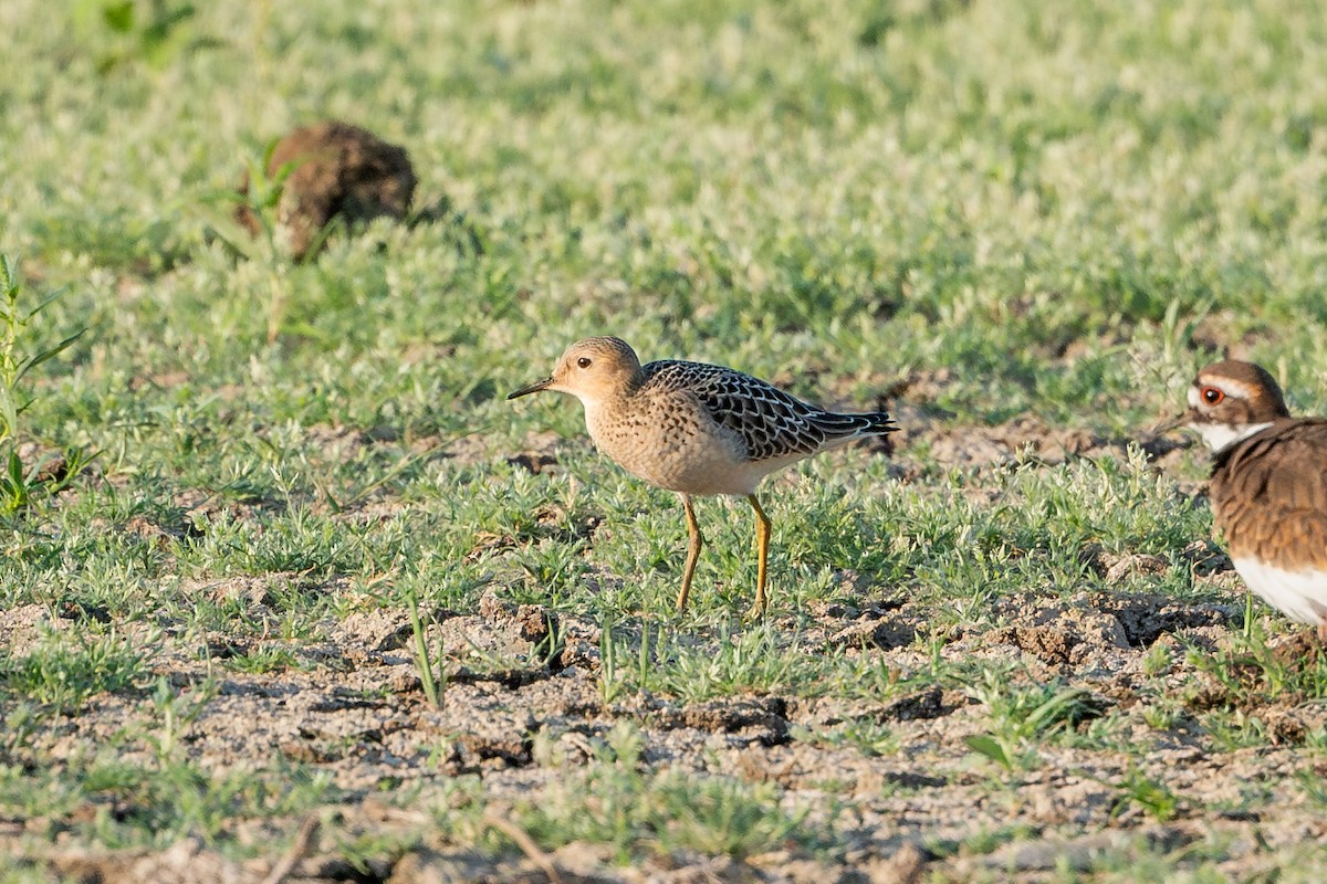 Grasläufer - ML624080614