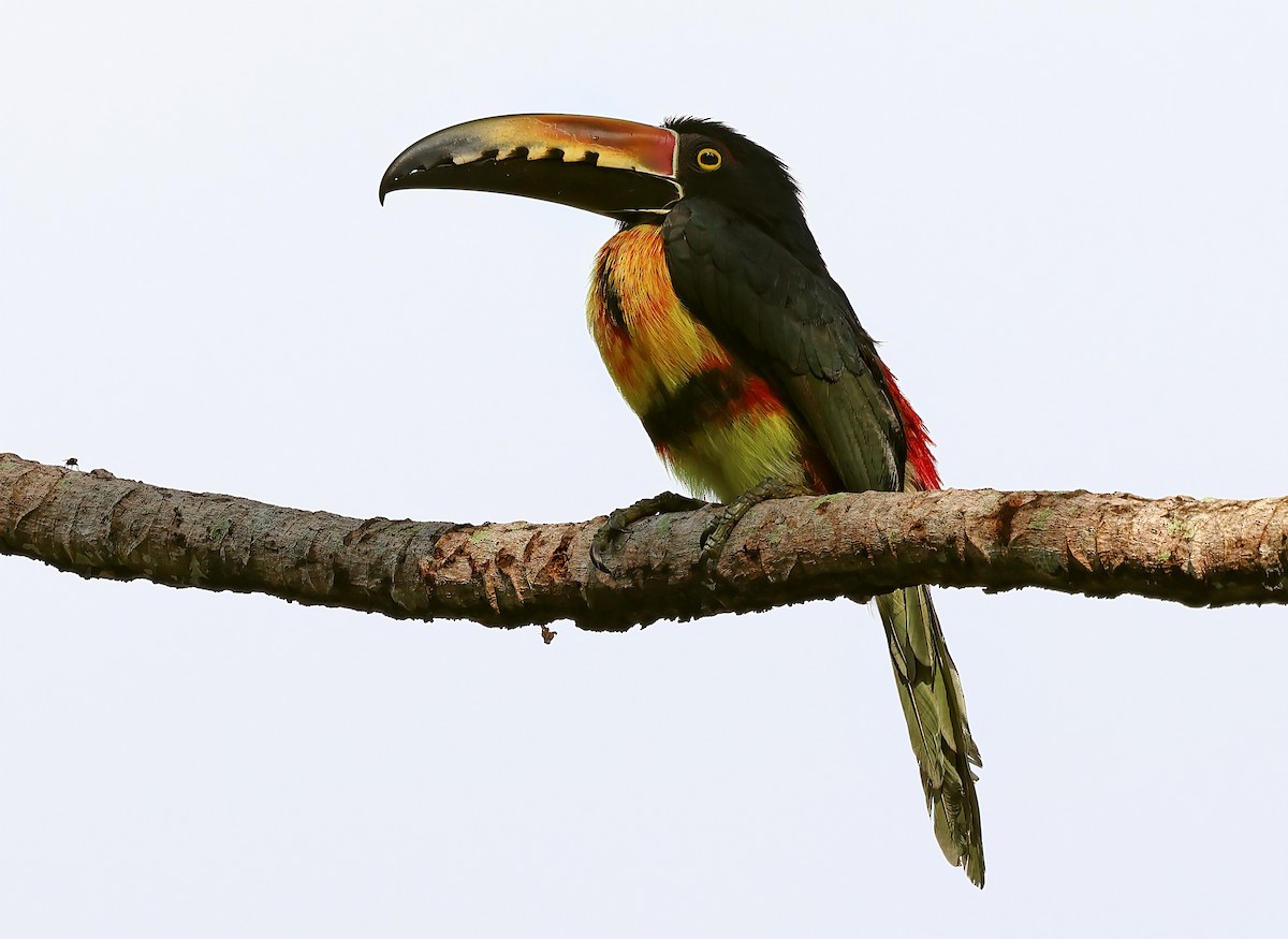 Collared Aracari - Ad Konings