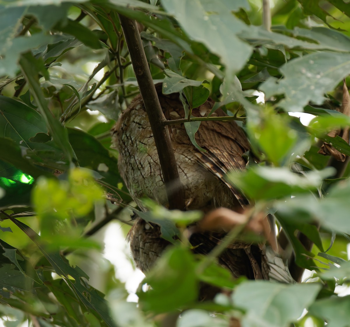 Tropical Screech-Owl - ML624080632