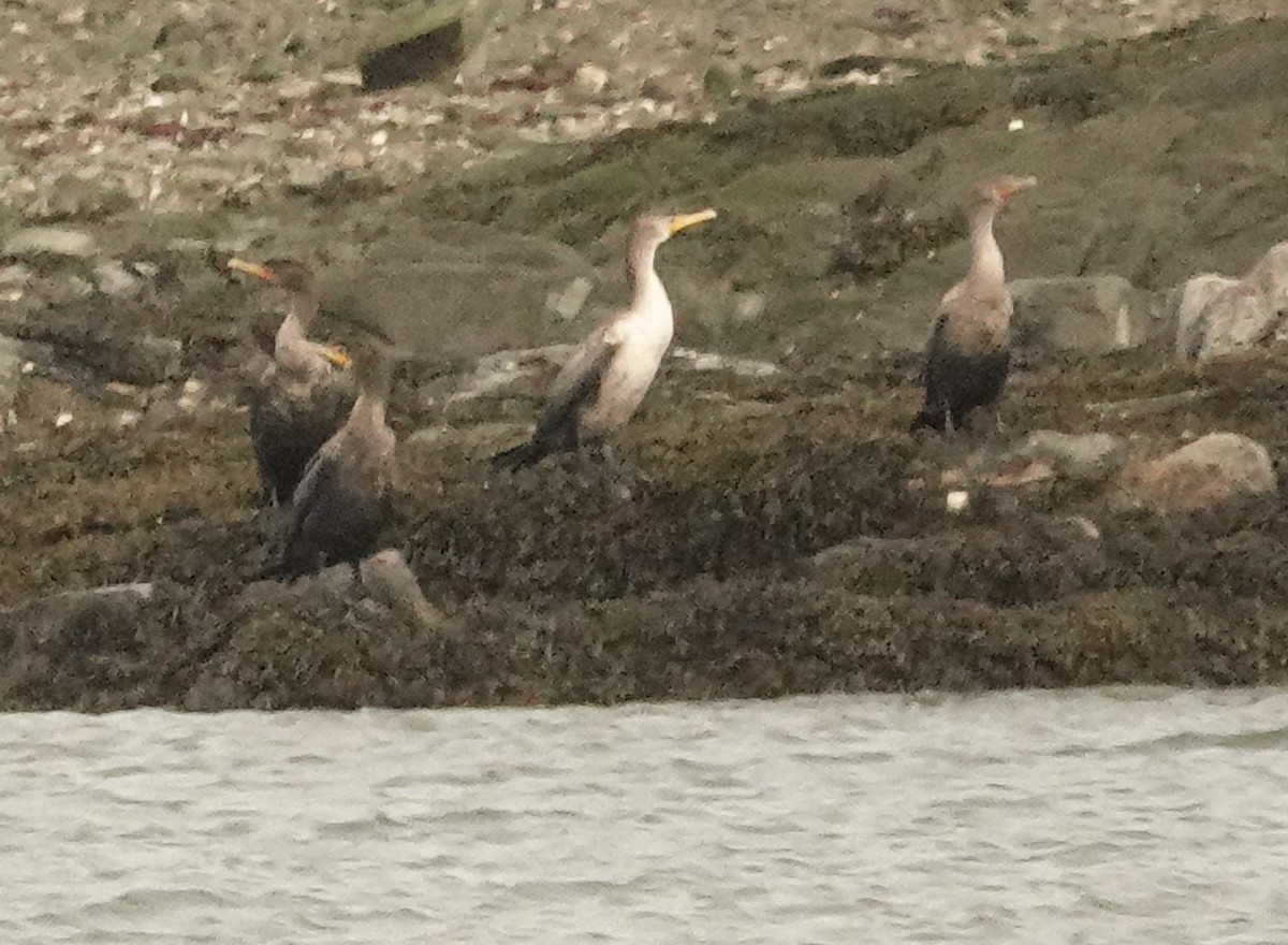 Double-crested Cormorant - ML624080633