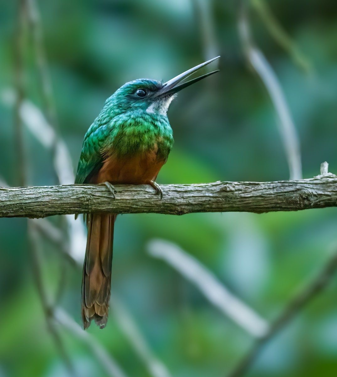 Rufous-tailed Jacamar - ML624080634