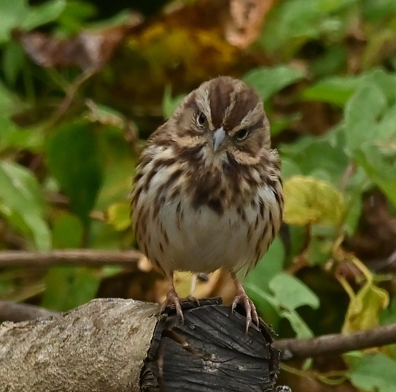 Song Sparrow - ML624080641