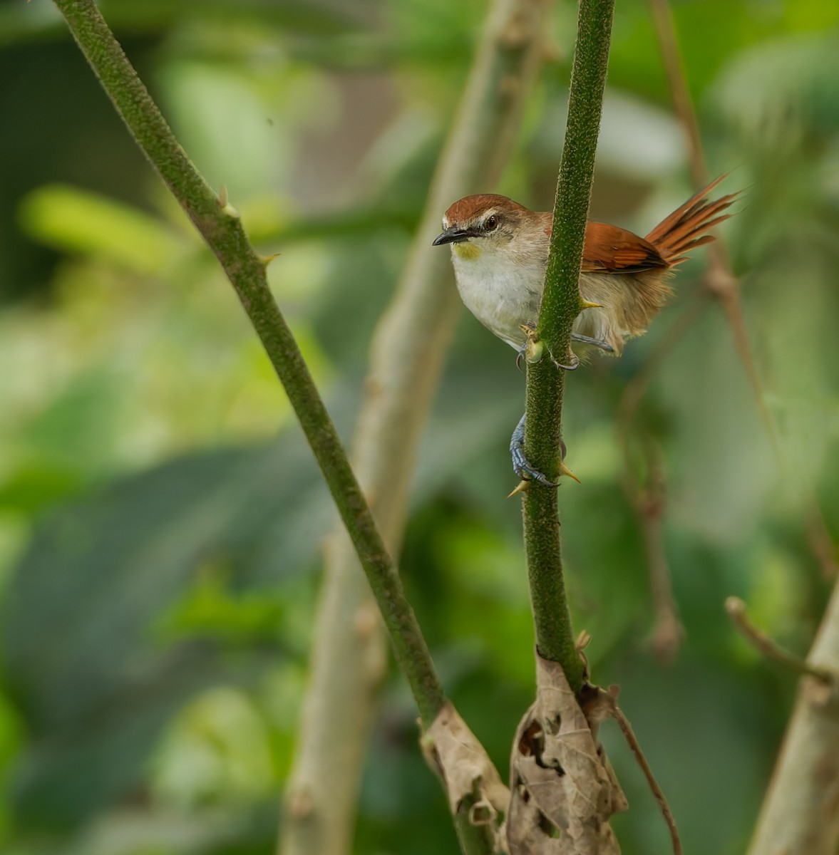 Yellow-chinned Spinetail - ML624080642