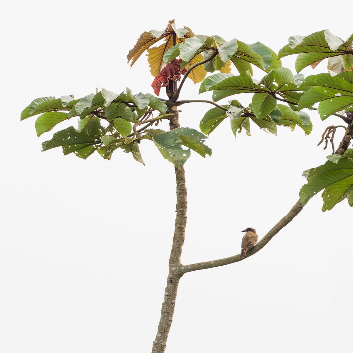 Boat-billed Flycatcher - Dimitri Moore