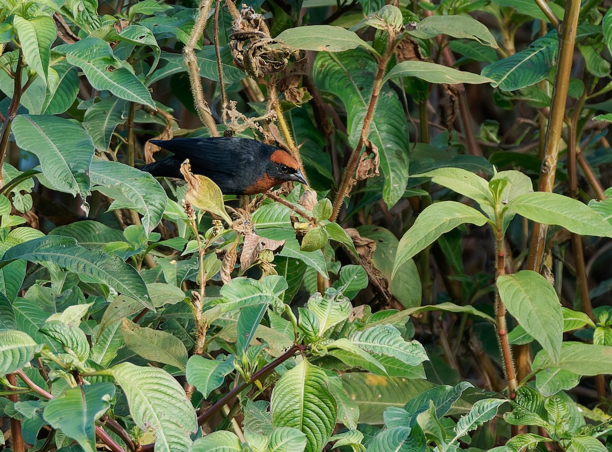 Chestnut-capped Blackbird - ML624080648