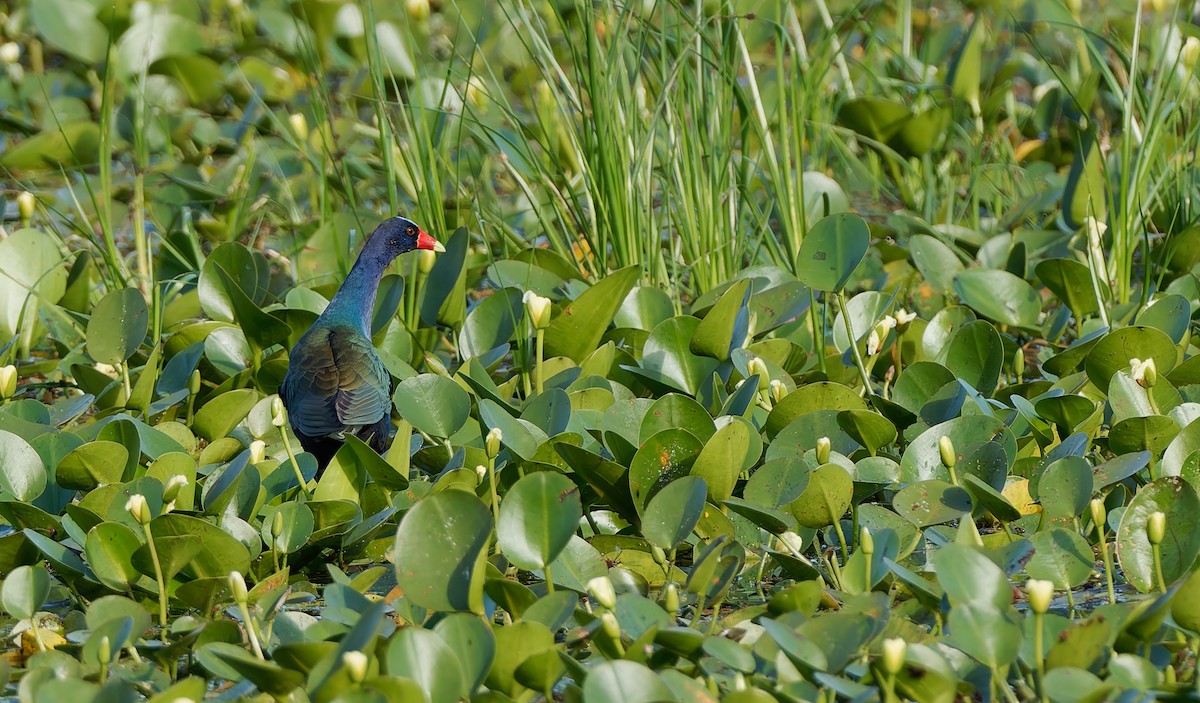 Purple Gallinule - ML624080664