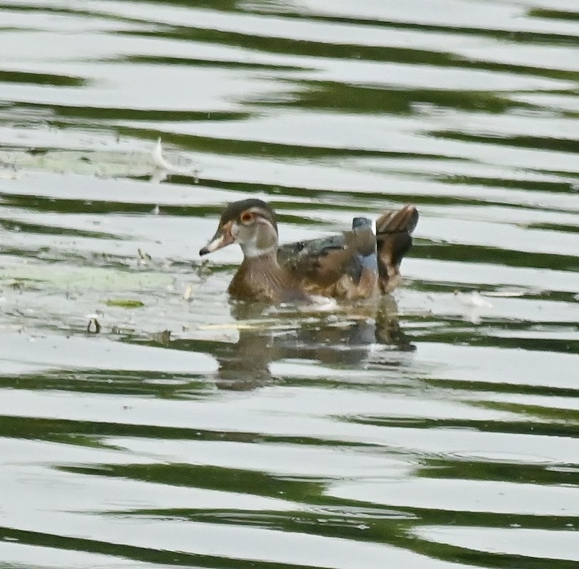 Wood Duck - ML624080677