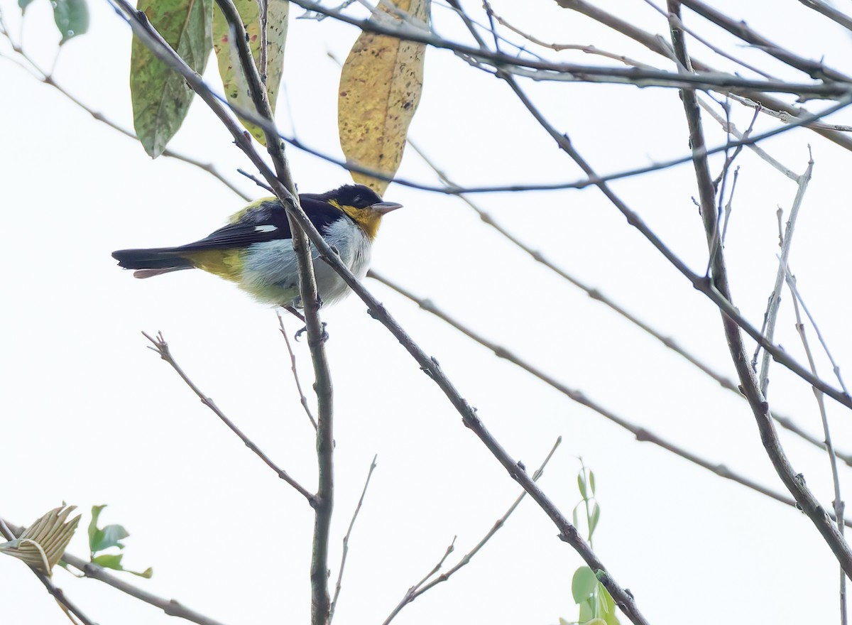 Yellow-backed Tanager - ML624080682