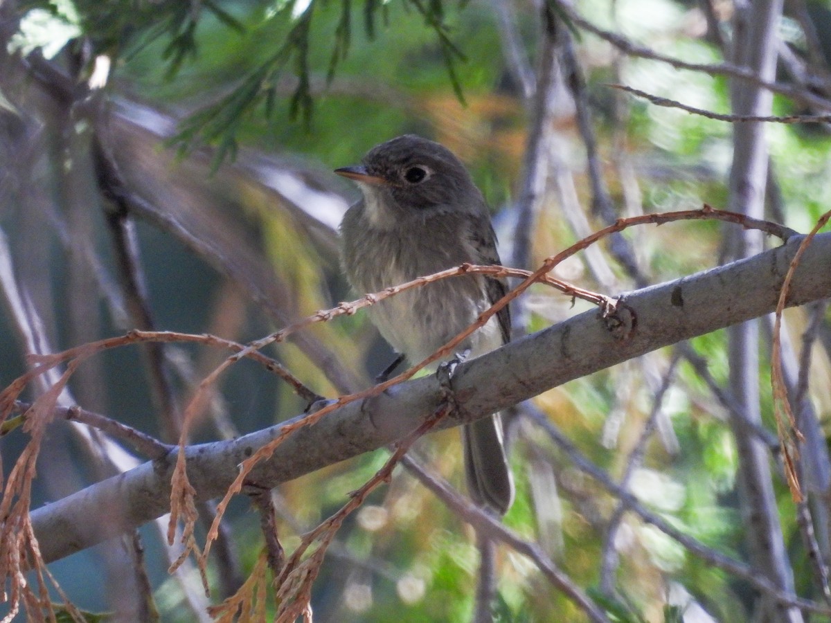 Dusky Flycatcher - ML624080714