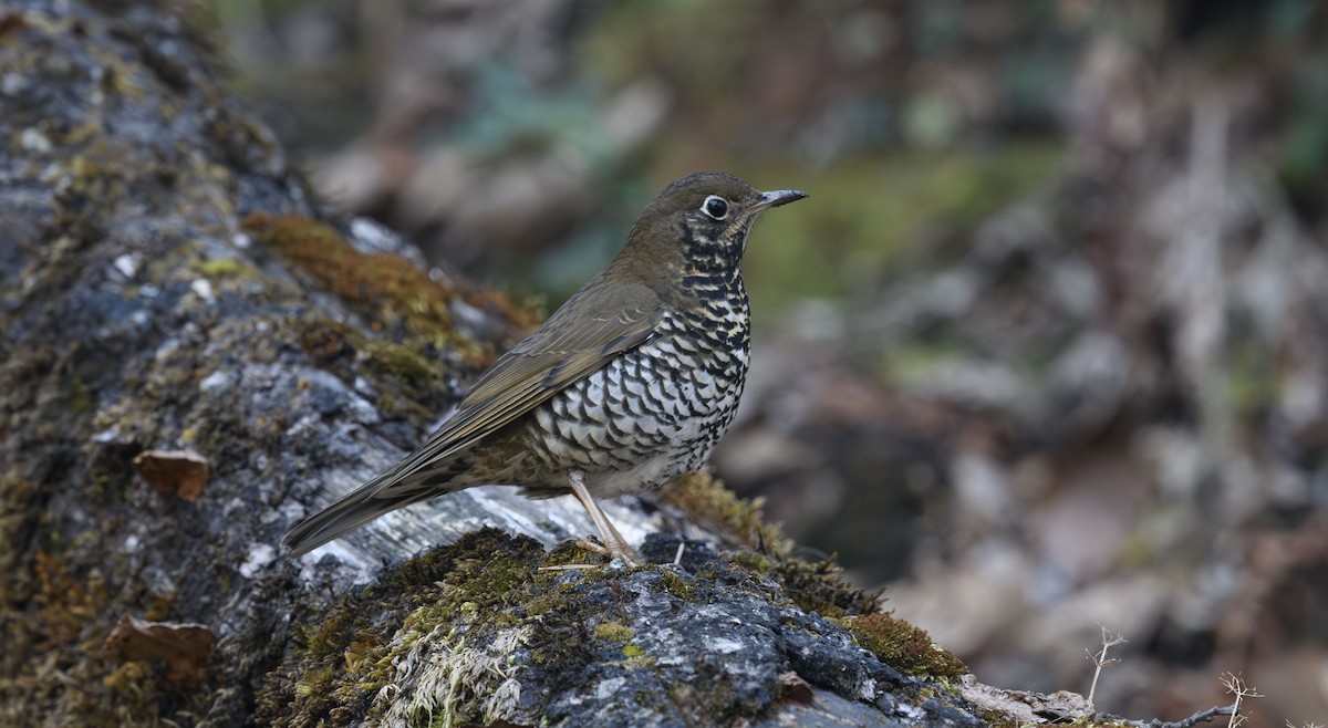 Alpine Thrush - Sunil Kini