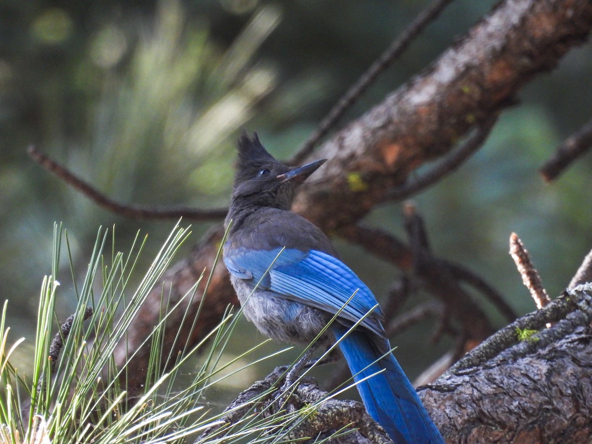 Steller's Jay - ML624080722