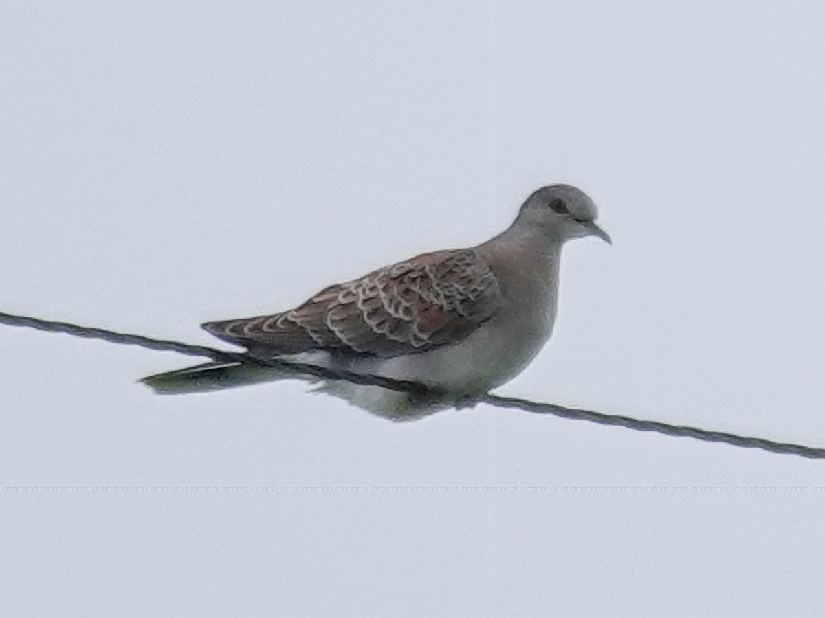 European Turtle-Dove - Barry Reed