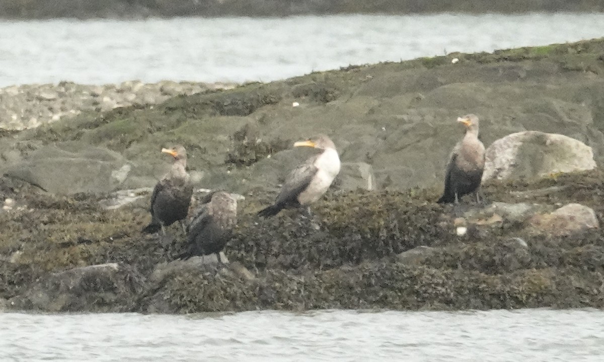 cormorant sp. - ML624080751