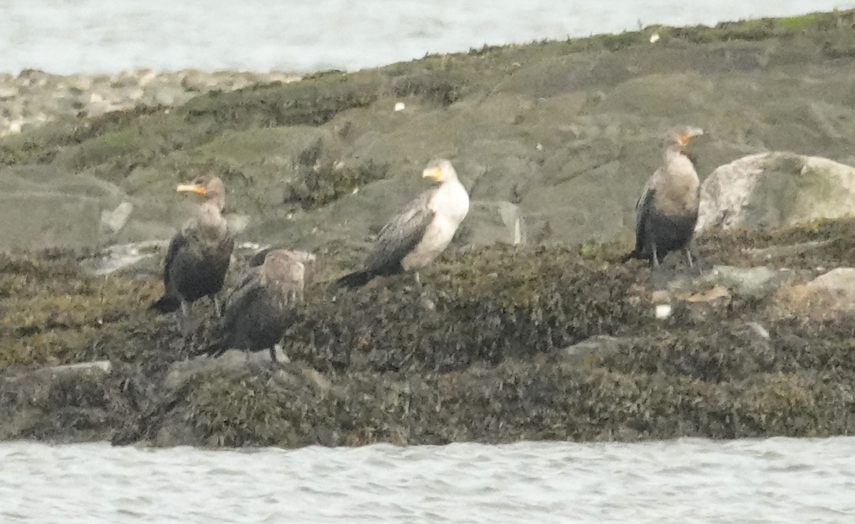 cormorant sp. - ML624080753