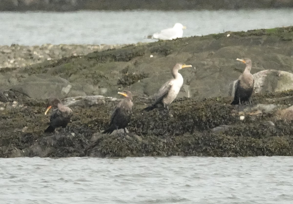 cormorant sp. - Cynthia Ehlinger