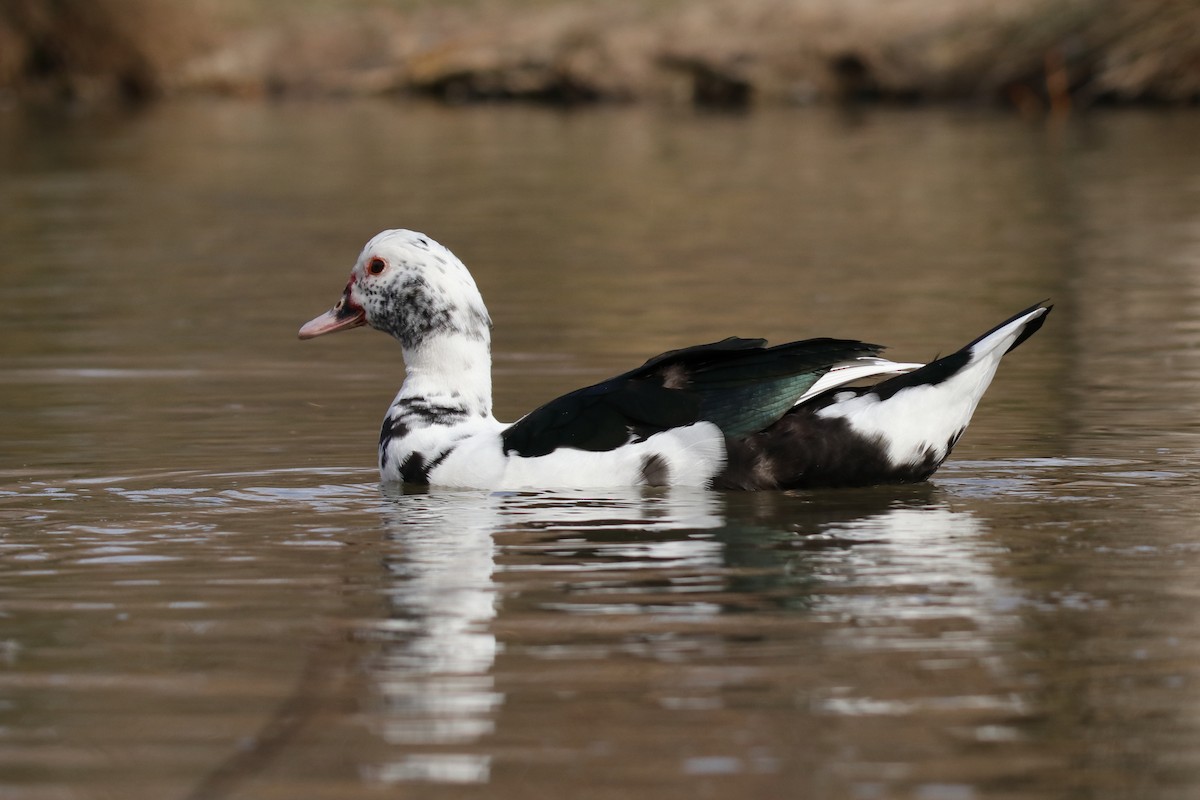 Muscovy Duck (Domestic type) - ML624080764