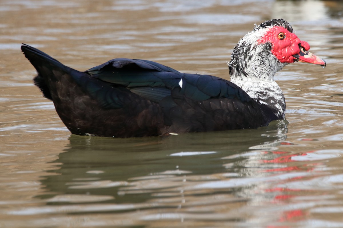 Muscovy Duck (Domestic type) - ML624080765