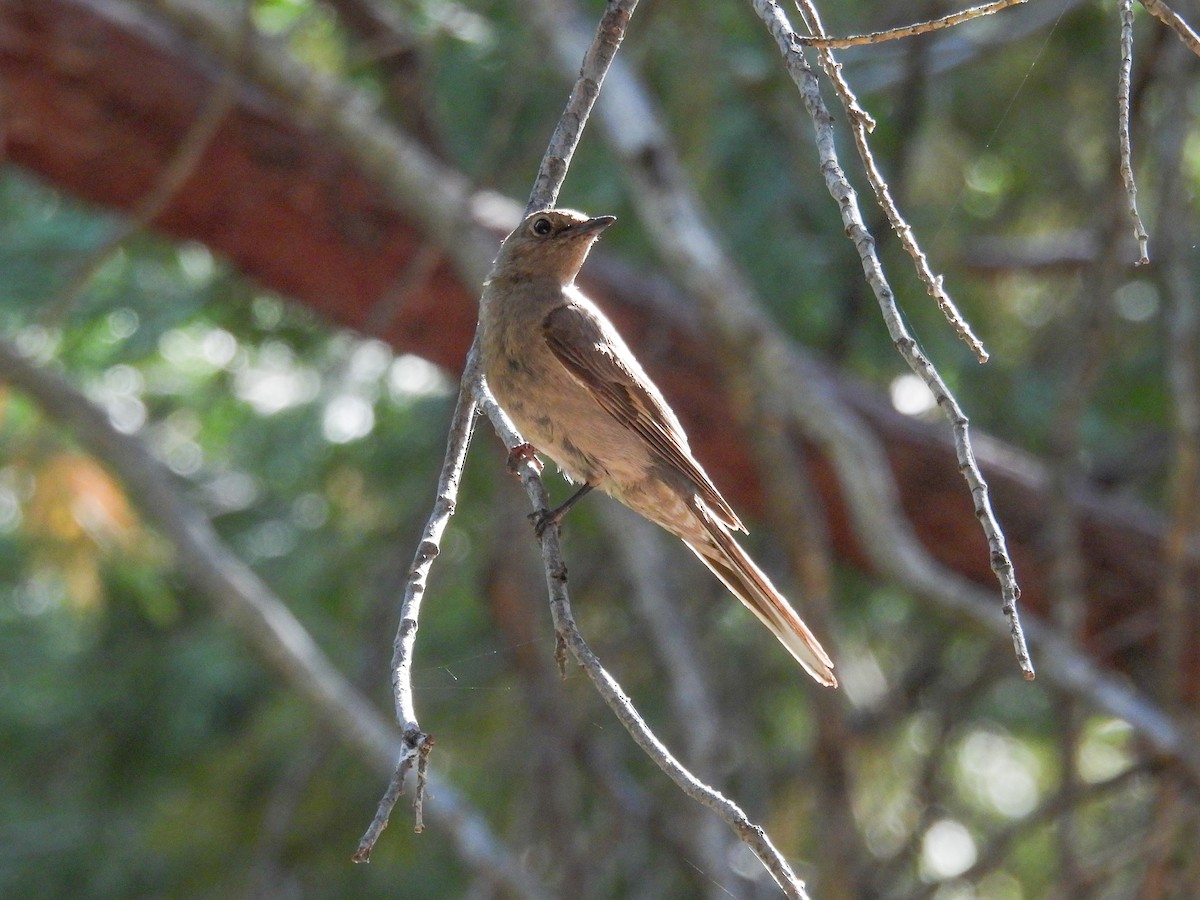 Townsend's Solitaire - ML624080769