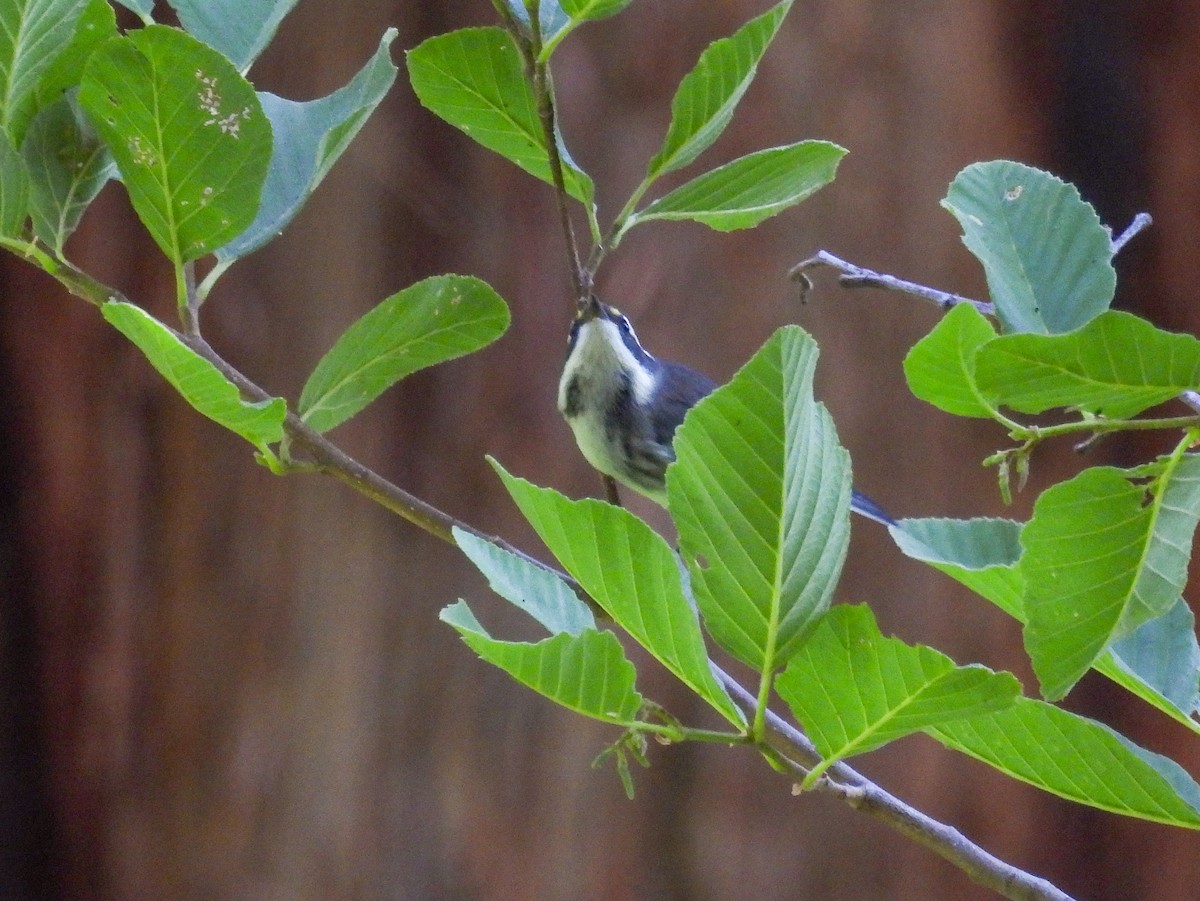 Black-throated Gray Warbler - ML624080774