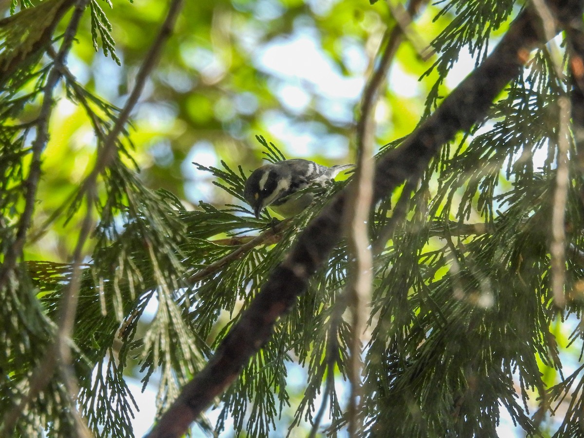 Black-throated Gray Warbler - ML624080776