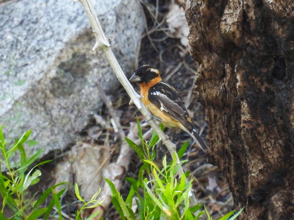 Black-headed Grosbeak - ML624080782