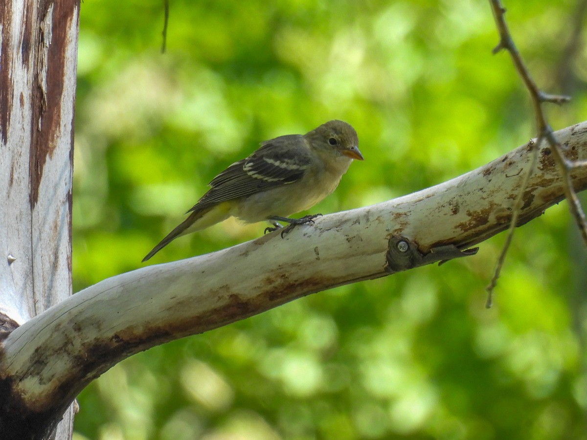 Western Tanager - ML624080785