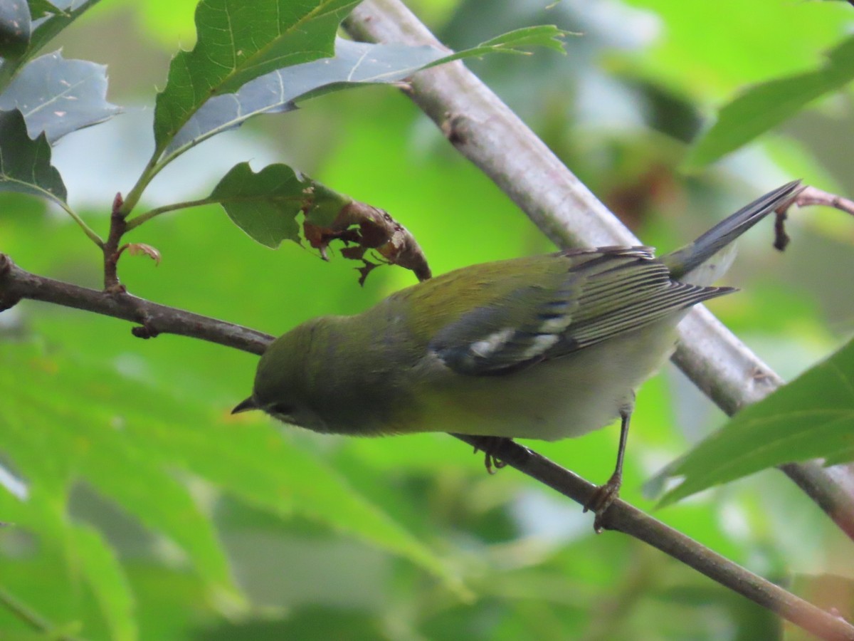 Northern Parula - ML624080789