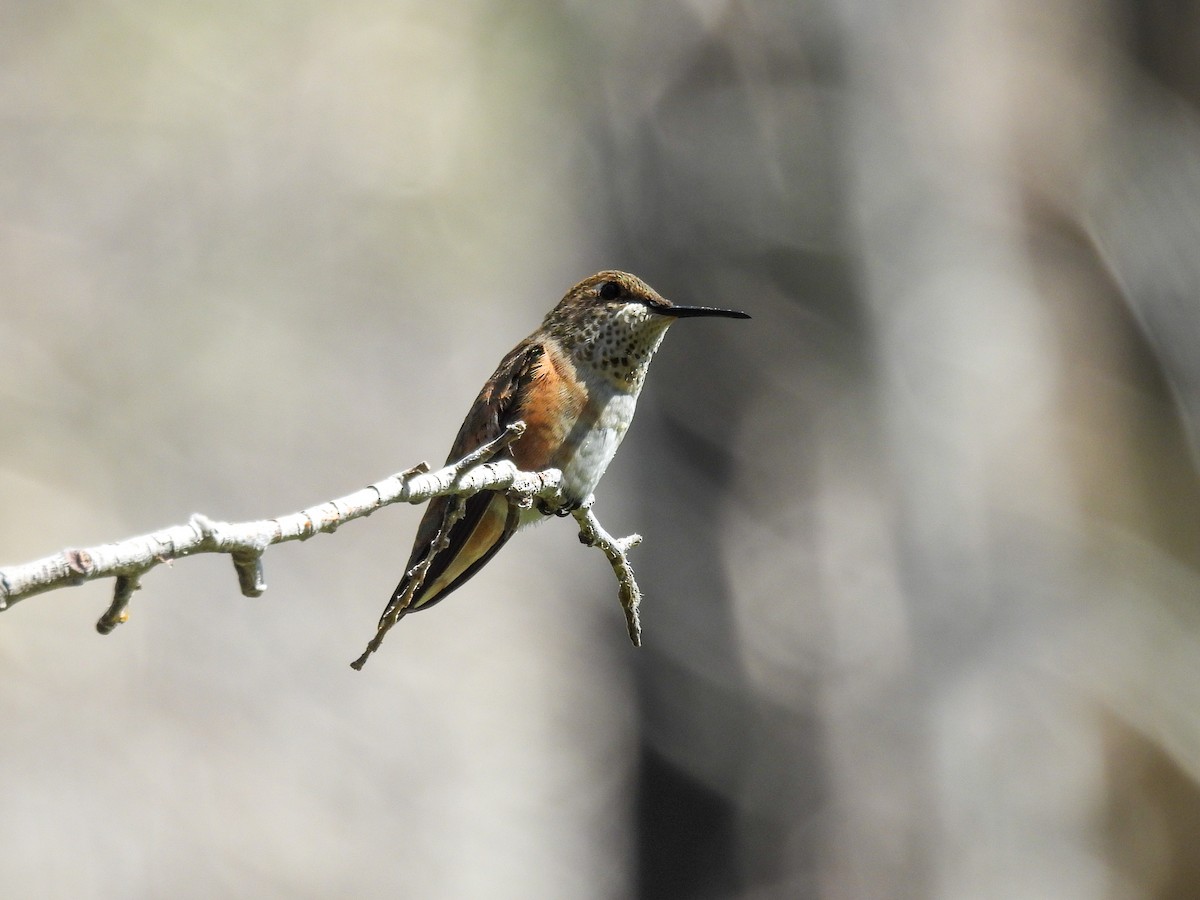 Rufous Hummingbird - ML624080791