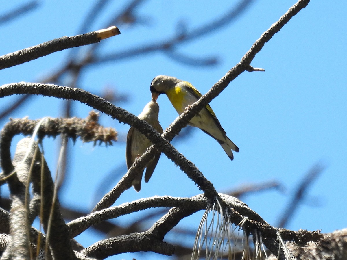 Lawrence's Goldfinch - ML624080802