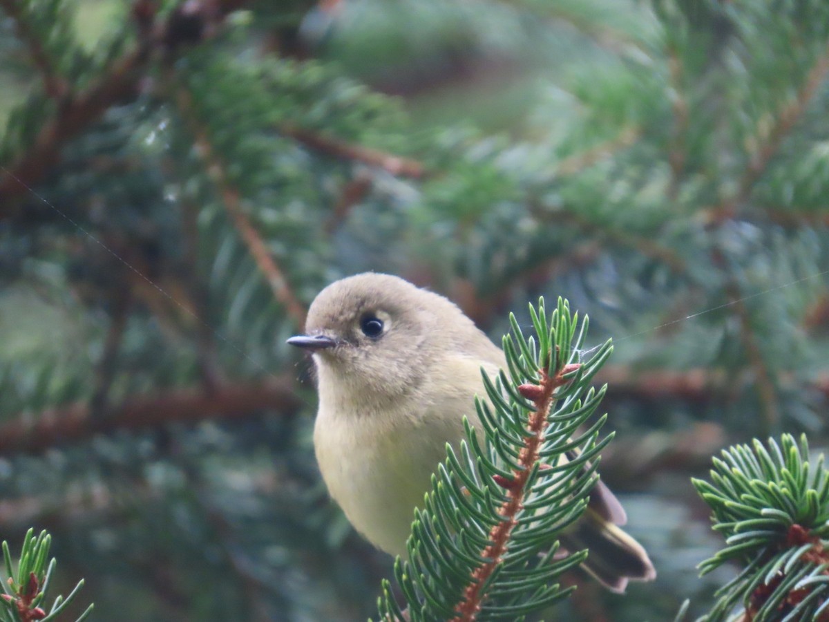Ruby-crowned Kinglet - ML624080803