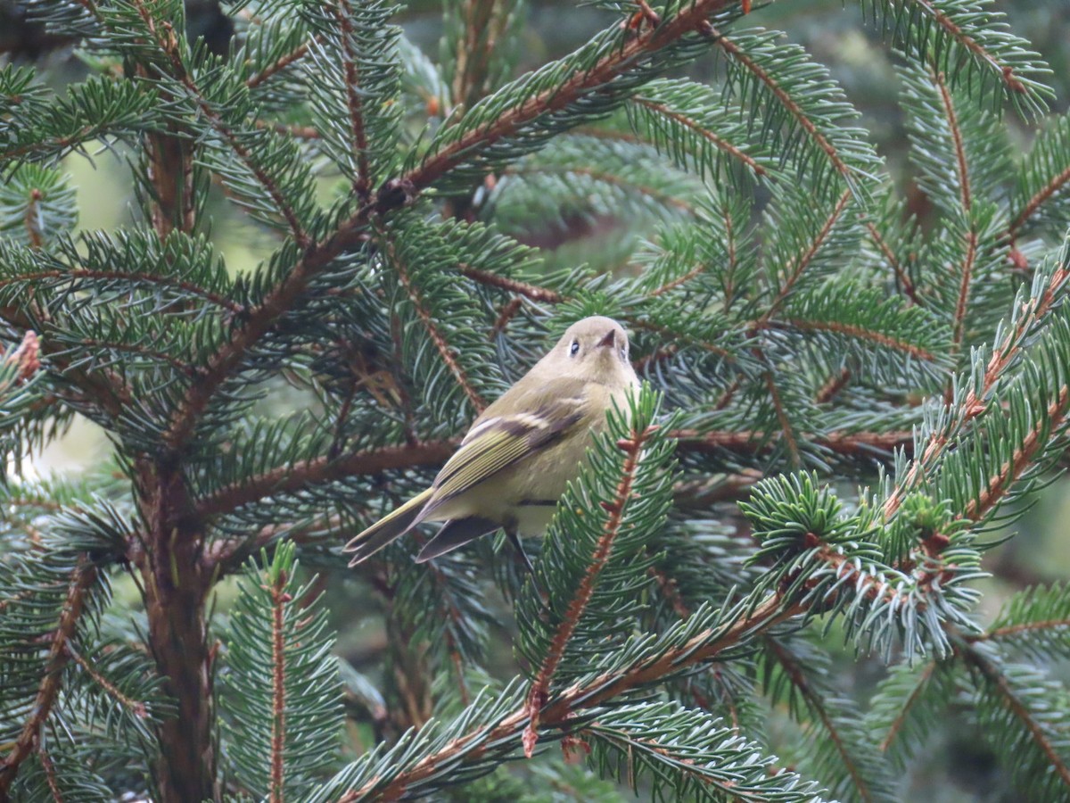 Ruby-crowned Kinglet - ML624080804