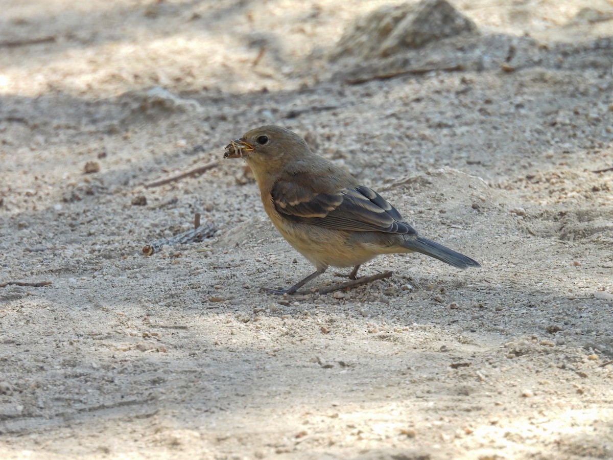 Lazuli Bunting - ML624080813