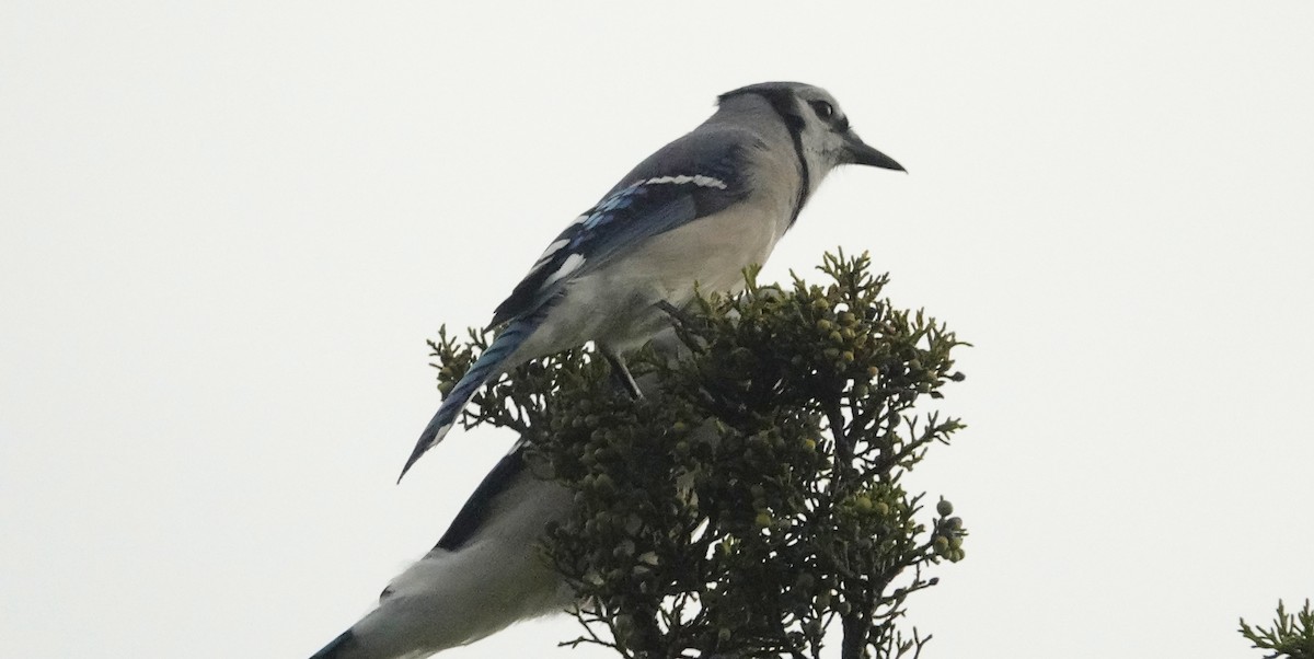 Blue Jay - ML624080818