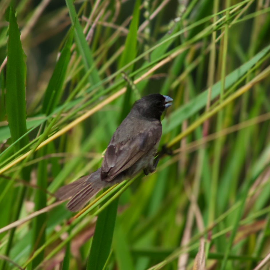 Thick-billed Seed-Finch - ML624080827