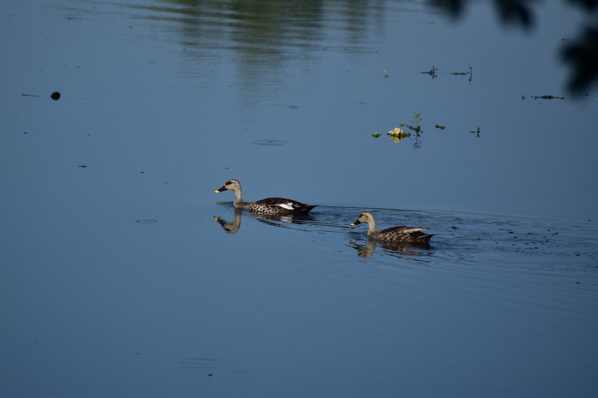 Indian Spot-billed Duck - ML624080846