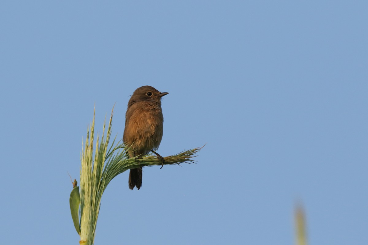 Pied Bushchat - ML624080903