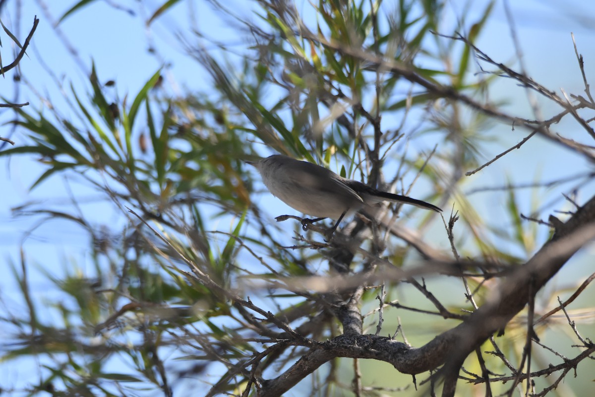 Blue-gray Gnatcatcher - John Groves