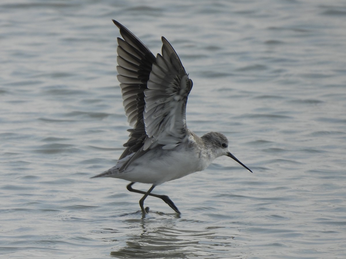 Marsh Sandpiper - ML624080932