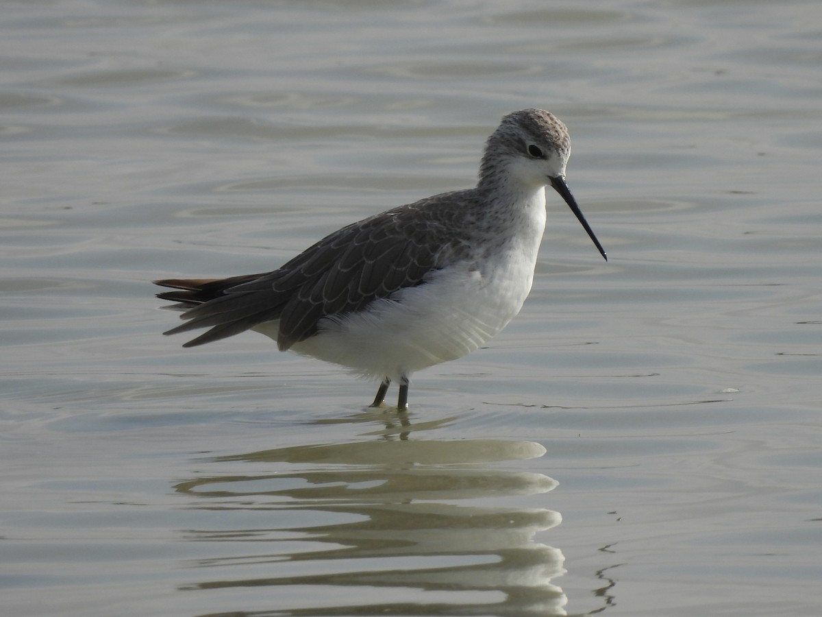 Marsh Sandpiper - ML624080934