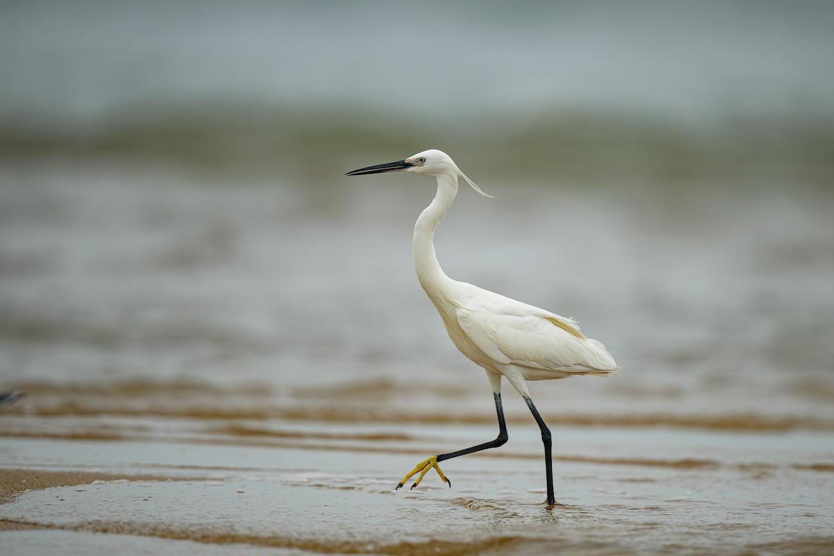 Little Egret - ML624080947