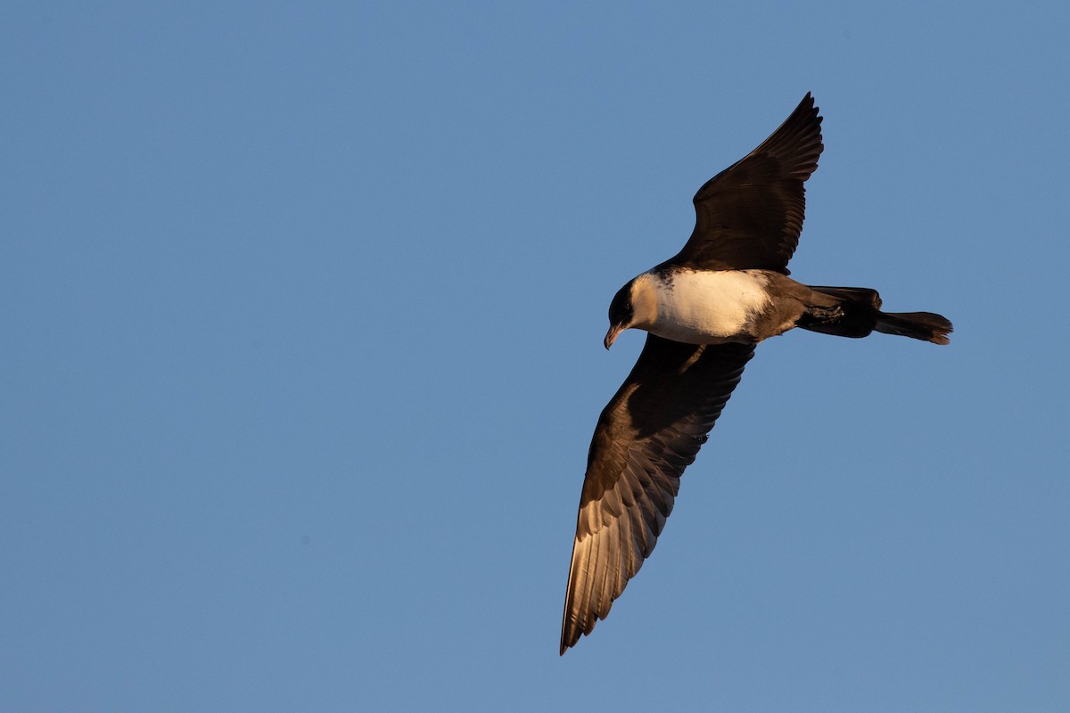 Pomarine Jaeger - Doug Gochfeld