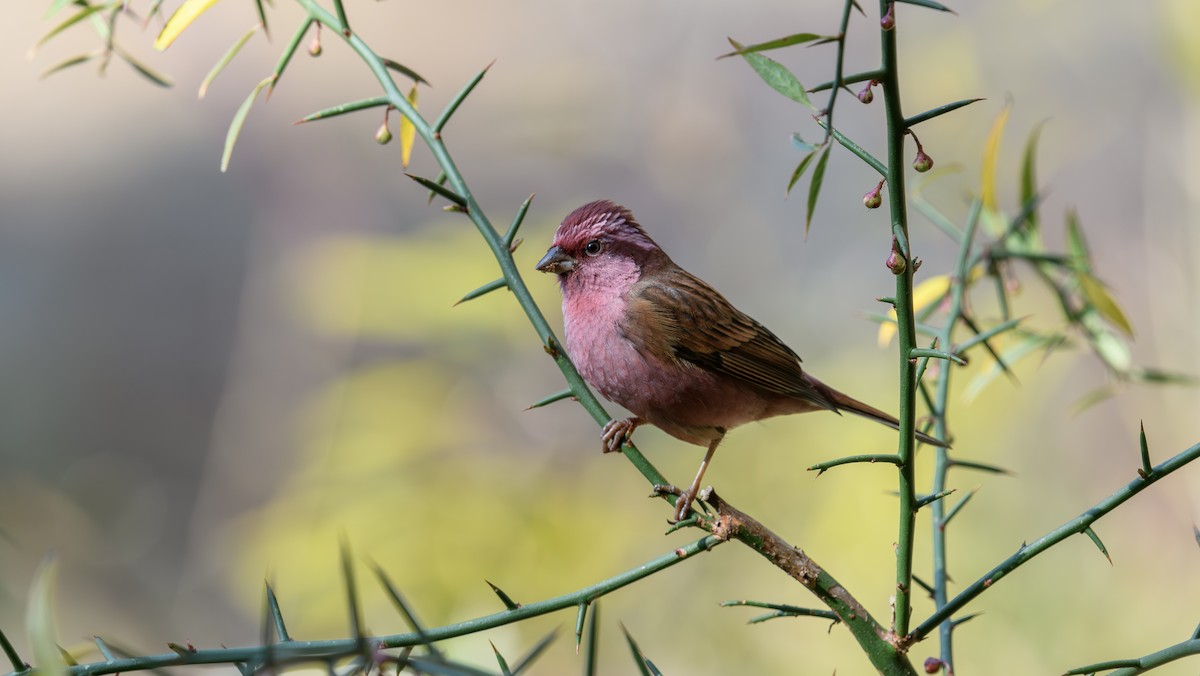 Pink-browed Rosefinch - ML624081006