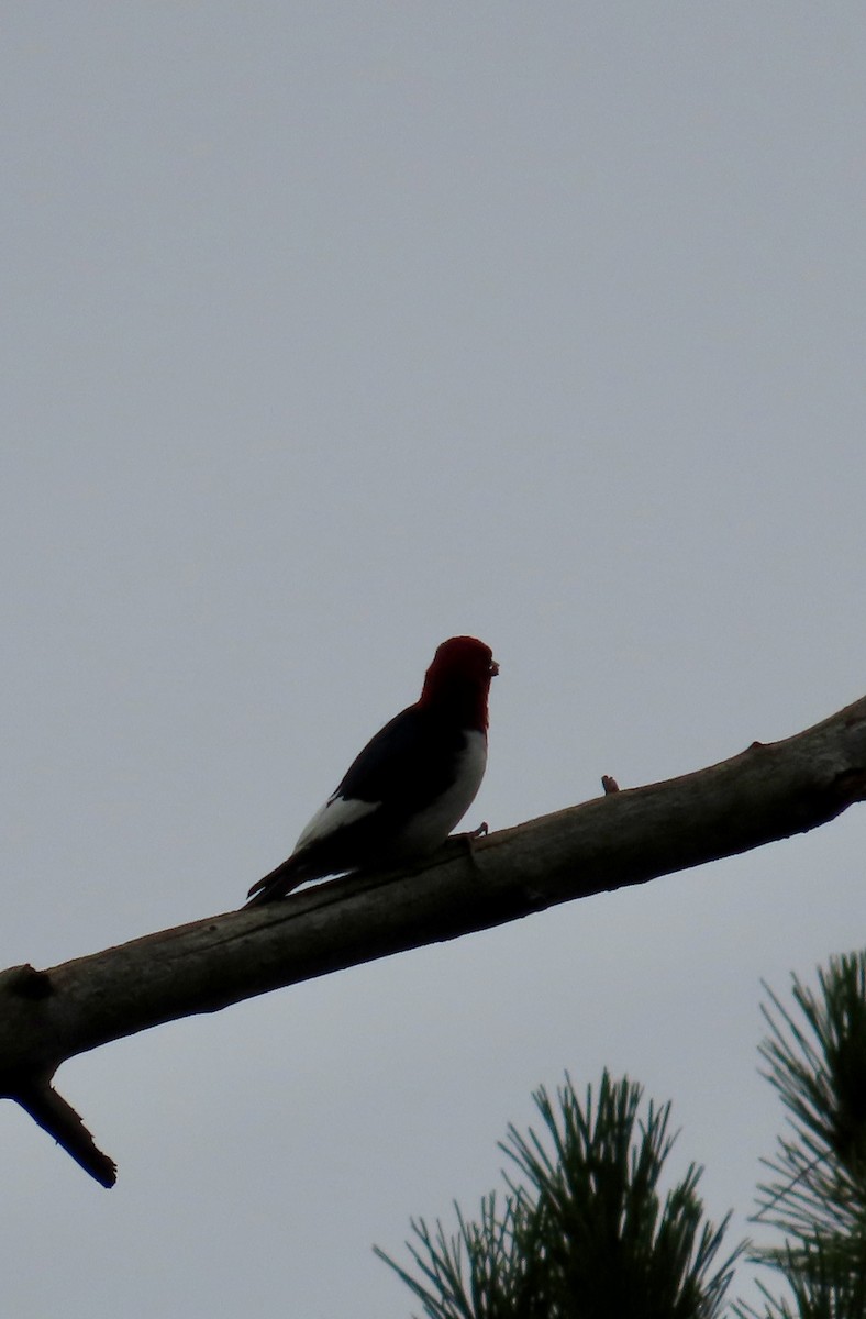 Red-headed Woodpecker - Penelope Reighart