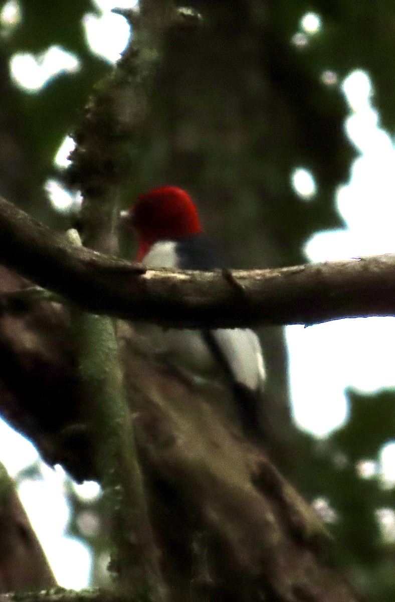 Red-headed Woodpecker - ML624081020