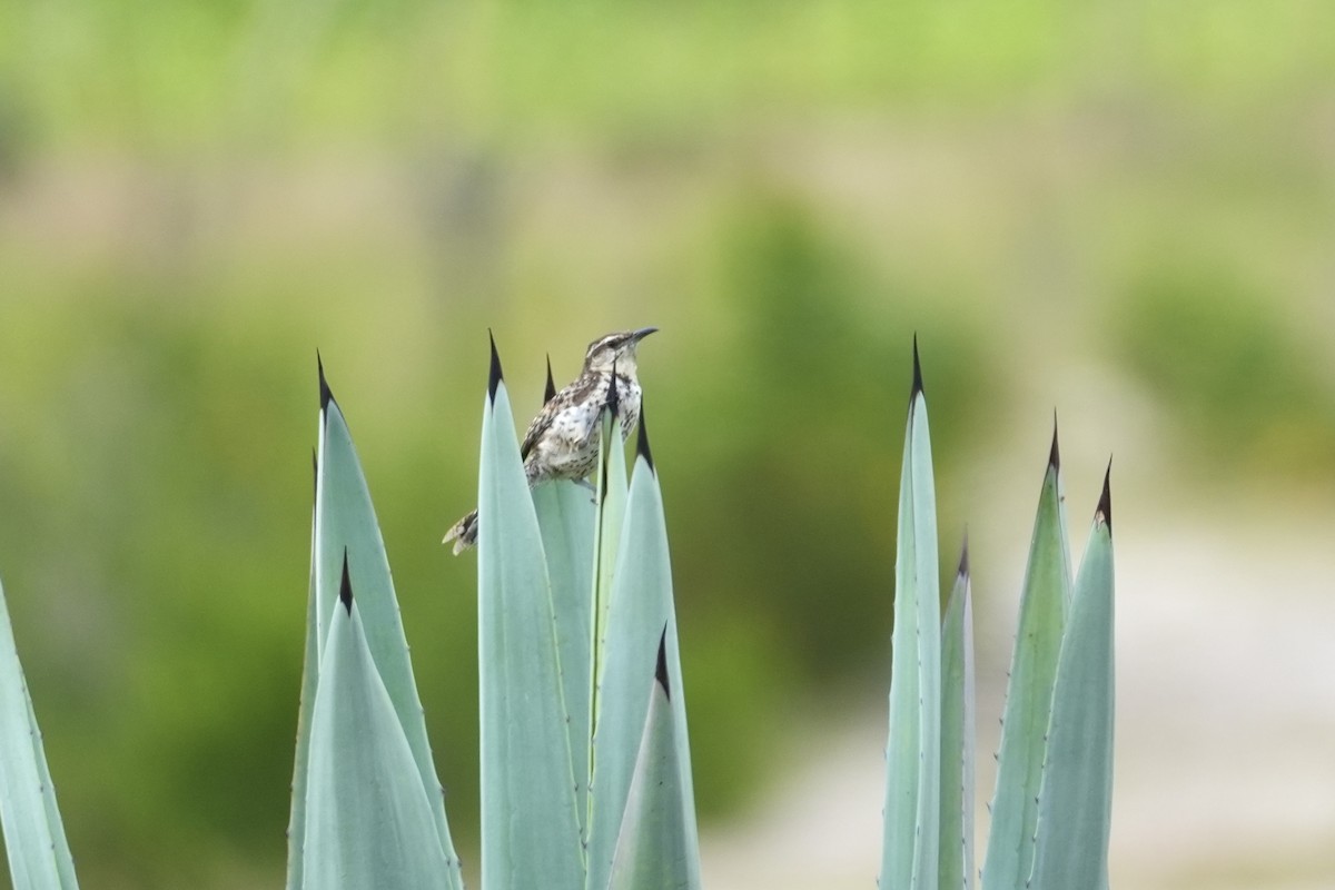 Boucard's Wren - ML624081057