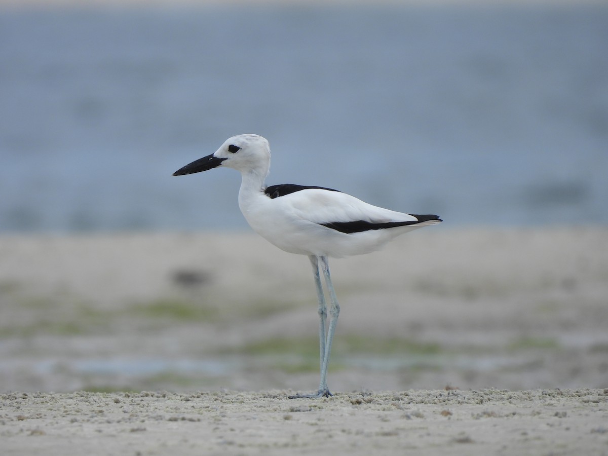 Crab-Plover - Adrián Colino Barea